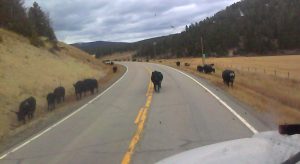Truckiong cows